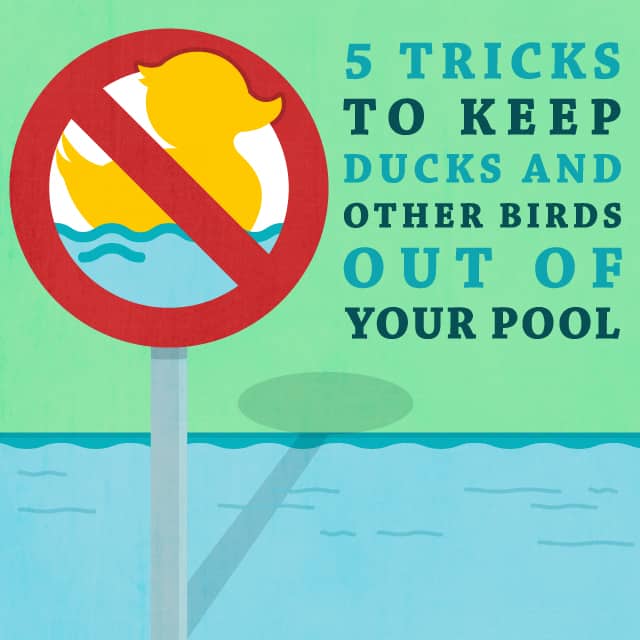 keep ducks out of pool