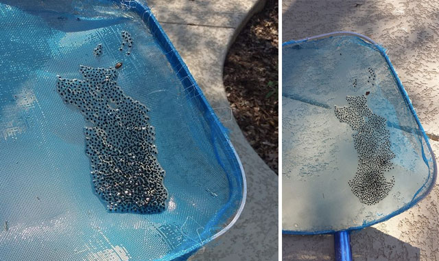 How to Keep Frogs Out of Your Pool