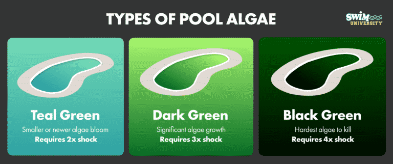 kill algae in pool fast