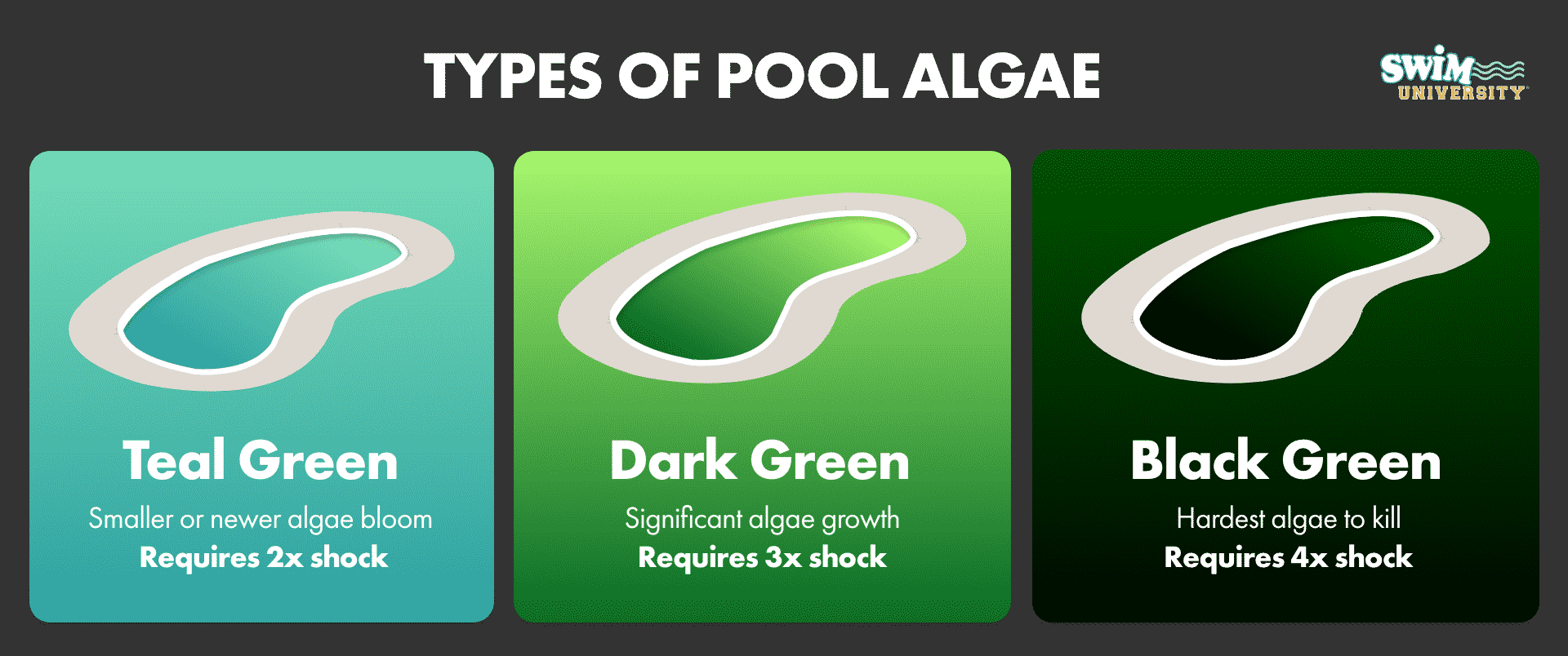 How Much Shock Should You Add to Your Pool - The Pool Life