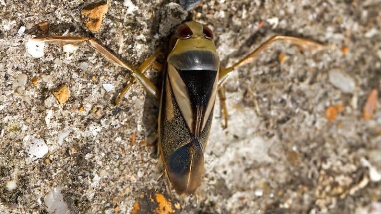 How To Get Rid Of Water Bugs In Your Pool